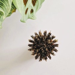 brosse à casseroles en bois de hêtre